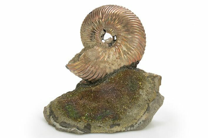 Iridescent, Pyritized Ammonite (Quenstedticeras) Fossil Display #316329